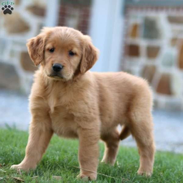 Petunia, Golden Retriever Puppy