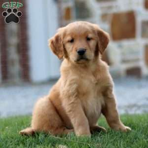 Petunia, Golden Retriever Puppy