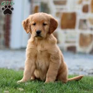 Petunia, Golden Retriever Puppy
