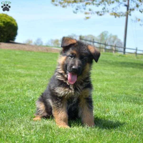 Phantom, German Shepherd Puppy