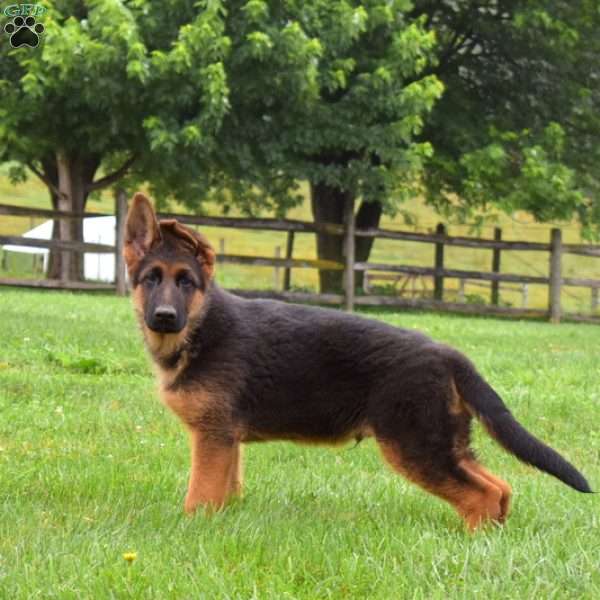 Phoenix, German Shepherd Puppy