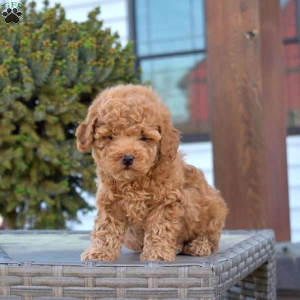 Pickles, Miniature Poodle Puppy