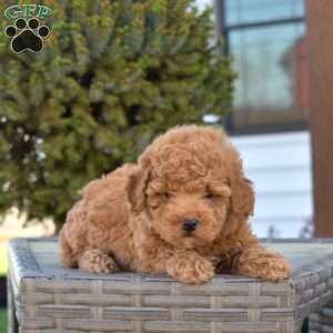 Pickles, Miniature Poodle Puppy