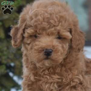 Pickles, Miniature Poodle Puppy