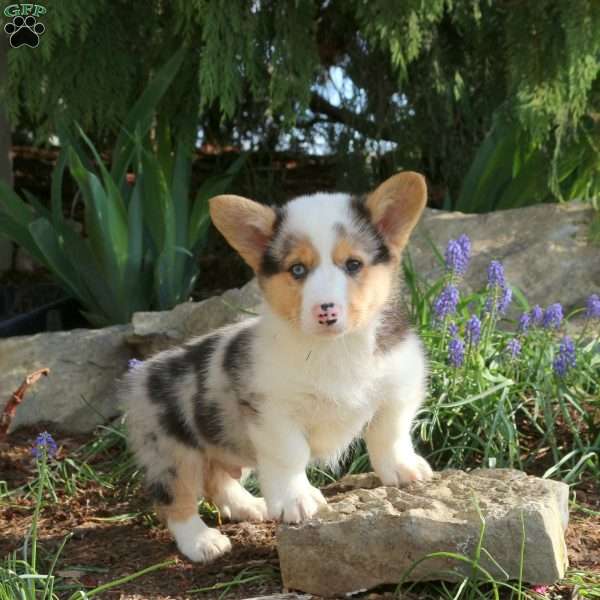 Pipin, Pembroke Welsh Corgi Puppy