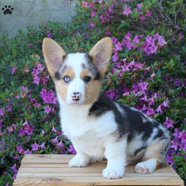 Pipin, Pembroke Welsh Corgi Puppy