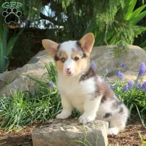 Pipin, Pembroke Welsh Corgi Puppy