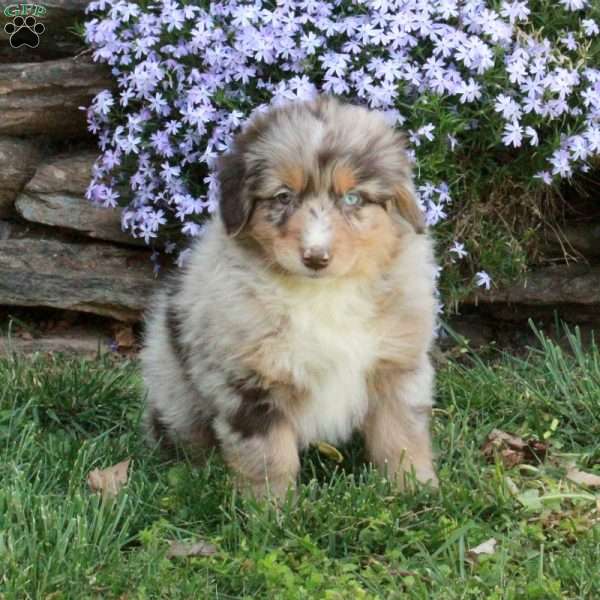 Pippa, Australian Shepherd Puppy