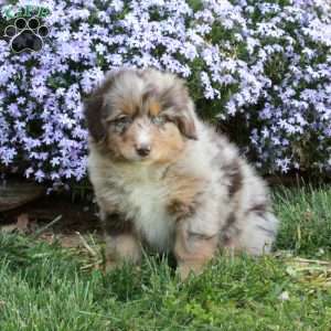 Pippa, Australian Shepherd Puppy