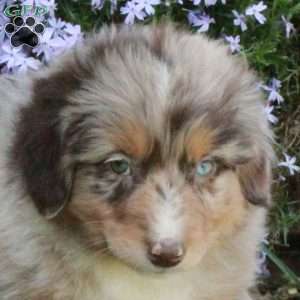Pippa, Australian Shepherd Puppy