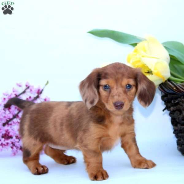 Pixie, Dachshund Puppy