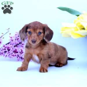 Pixie, Dachshund Puppy