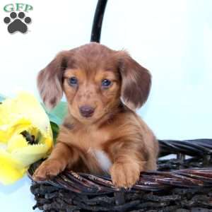 Pixie, Dachshund Puppy