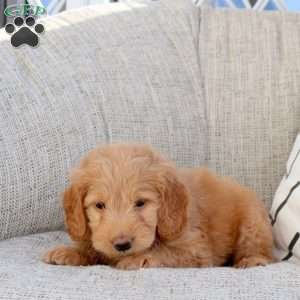 Pluto, Mini Goldendoodle Puppy