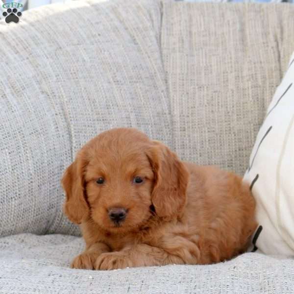 Polly, Mini Goldendoodle Puppy