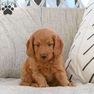 Polly, Mini Goldendoodle Puppy