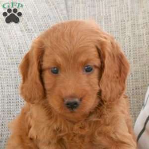 Polly, Mini Goldendoodle Puppy