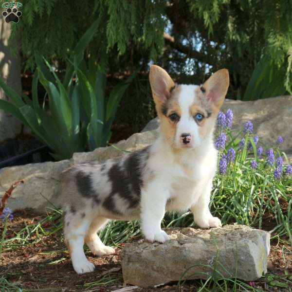 Poppy, Pembroke Welsh Corgi Puppy