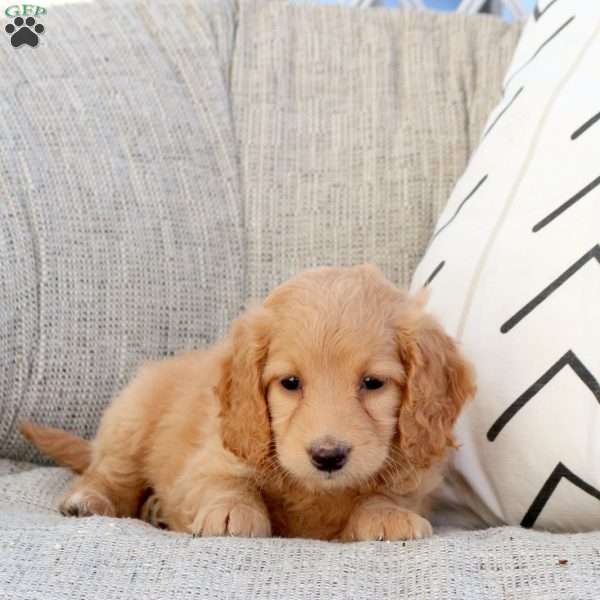 Poppy, Mini Goldendoodle Puppy