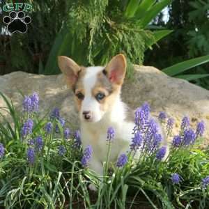 Poppy, Pembroke Welsh Corgi Puppy