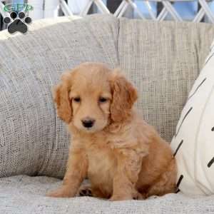Poppy, Mini Goldendoodle Puppy