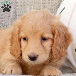 Poppy, Mini Goldendoodle Puppy