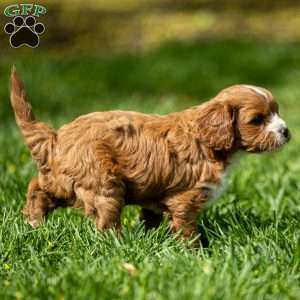 Poppy, Cavapoo Puppy
