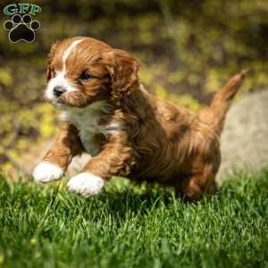 Poppy, Cavapoo Puppy