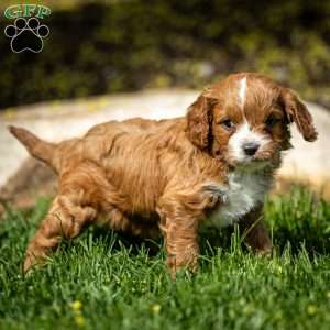 Poppy, Cavapoo Puppy