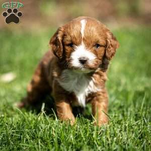 Poppy, Cavapoo Puppy