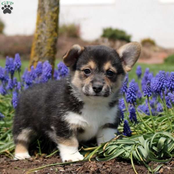 Poppy, Pembroke Welsh Corgi Puppy