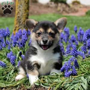 Poppy, Pembroke Welsh Corgi Puppy