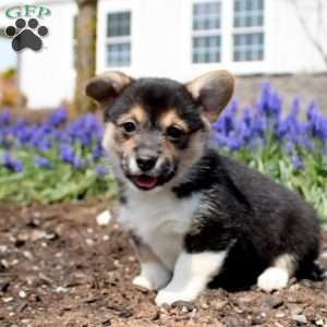 Poppy, Pembroke Welsh Corgi Puppy