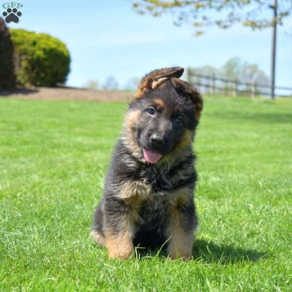 Porter, German Shepherd Puppy