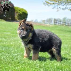 Porter, German Shepherd Puppy