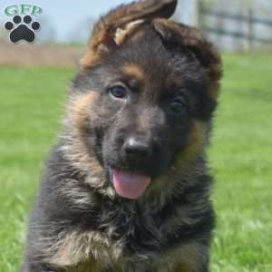 Porter, German Shepherd Puppy