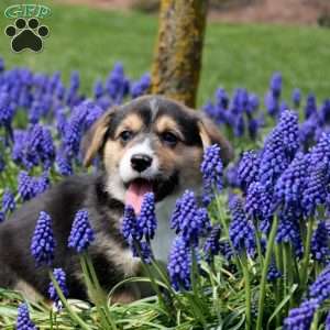 Porter, Pembroke Welsh Corgi Puppy