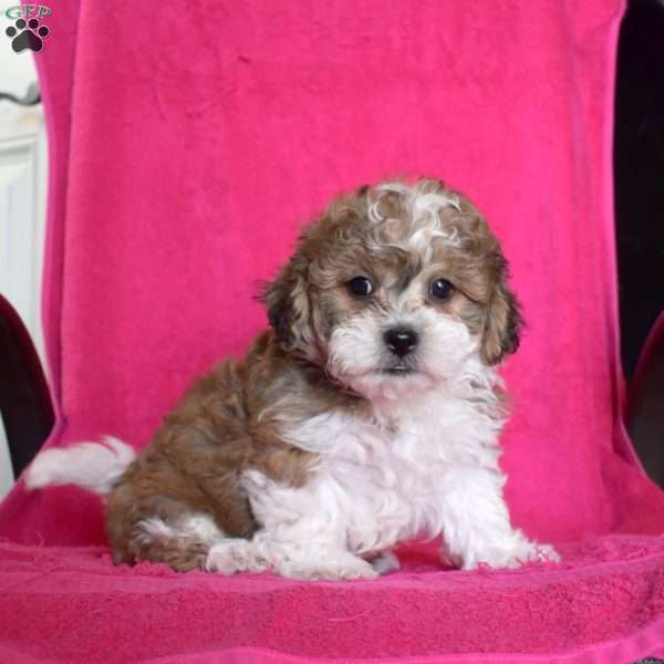 Preston, Teddy Bear Puppy