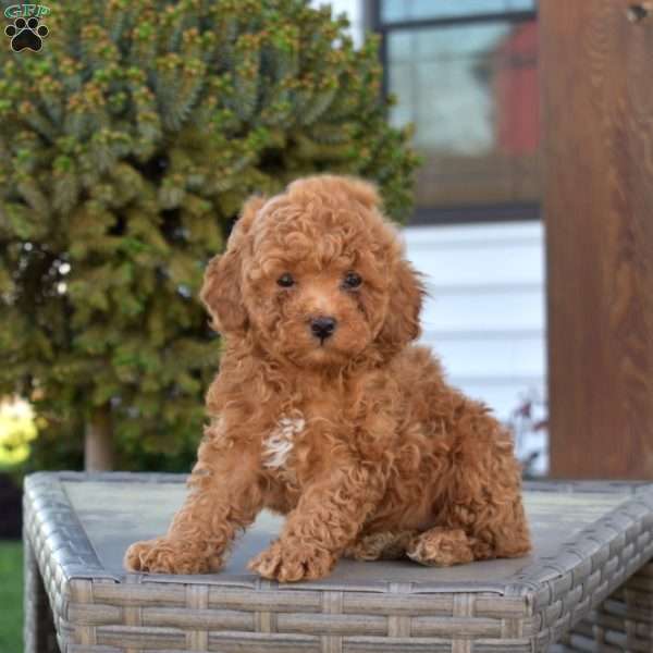 Preston, Miniature Poodle Puppy