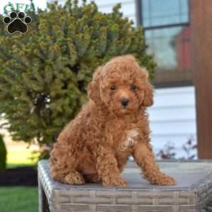 Preston, Miniature Poodle Puppy