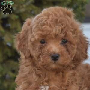 Preston, Miniature Poodle Puppy