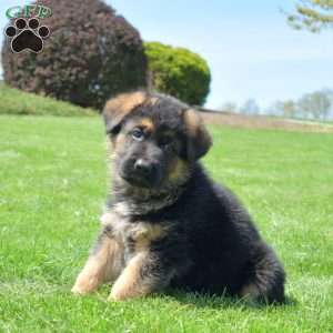 Prince, German Shepherd Puppy