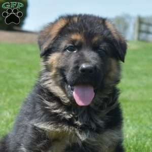 Prince, German Shepherd Puppy