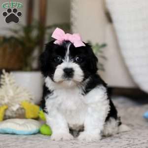 Princess, Teddy Bear Puppy