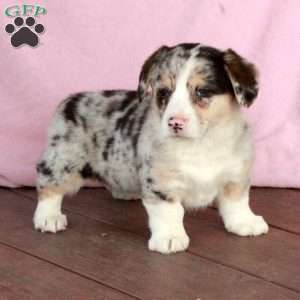 Princess, Welsh Corgi Mix Puppy