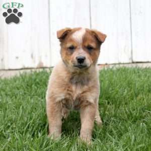 Princess, Blue Heeler – Australian Cattle Dog Puppy