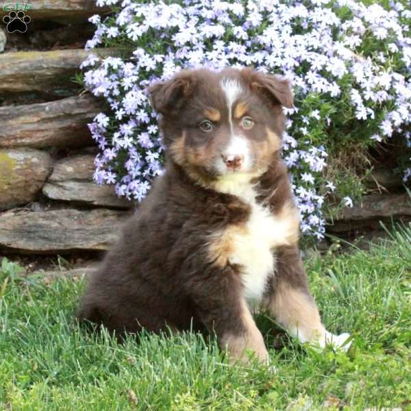 Queenie, Australian Shepherd Puppy