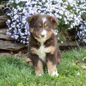 Queenie, Australian Shepherd Puppy