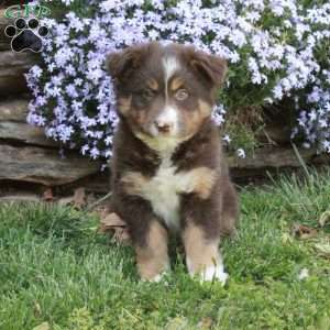 Queenie, Australian Shepherd Puppy