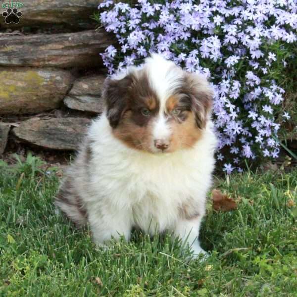 Quinn, Australian Shepherd Puppy